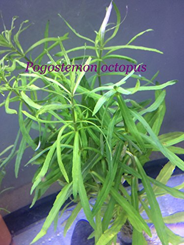 Pogostemon stellatus octopus - Bundle Plant B287 - Live Aquatic Plant - Buy 2 gets 1 FREE